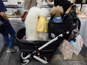 ケース内のデーグーを真剣に