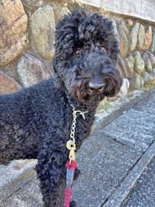 ����������ɥס��ɥ�Υ�������