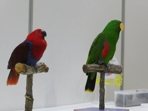 小鳥のサーカスの鳥さんたち1