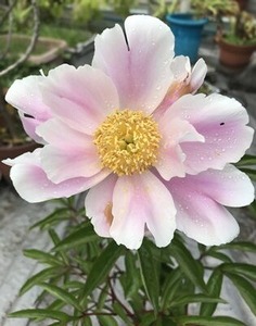 シャクヤクの花