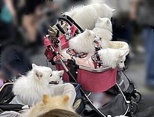 カートに乗るスピッツーズ