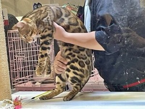 キャットショーで評価中のヒョウ柄のようなネコさん