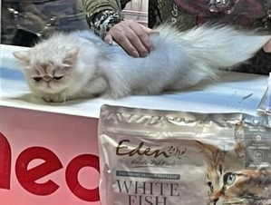 審査中の猫さん