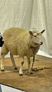 ふれあいコーナーのひつじさん