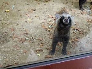 ŷ����ưʪ��λҥ��̥�����