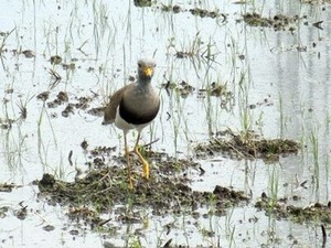 ���첣���Ĥ�ܤ��褿����