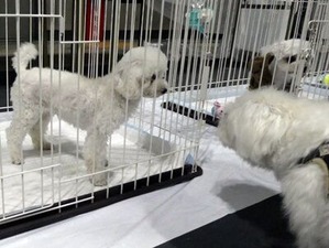 譲渡犬2