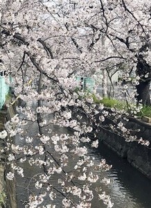 玉串川沿いの桜