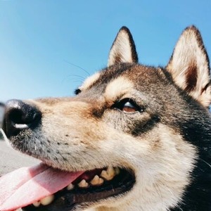 黒柴のゆず君のアップ写真