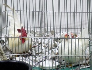 ふれあいファームのニワトリさん