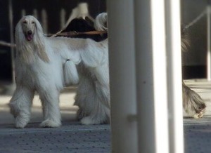 会場外の広場にいたアフガンハウンドさん