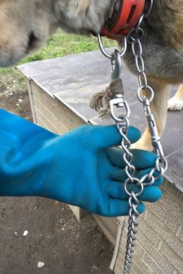 元気すぎるミックス犬用に係留用チェーンをお作りしました 鎖屋兄弟の奮闘記