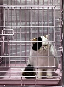 審査を待つ猫さん