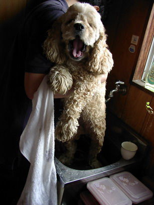 わんわん物語 犬種 鎖屋兄弟の奮闘記 わんわん物語 犬種 鎖屋兄弟の奮闘記