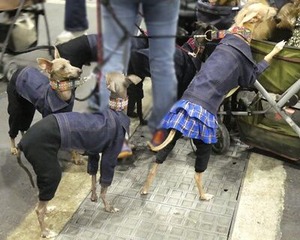 イタグレちゃんたち