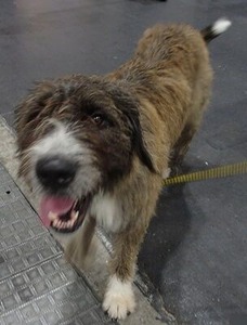 ウルフハウンドとセントバーナードのミックス犬1