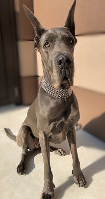 グレートデーン用にオールメタルハーフチョークをお作りさせて頂きました 鎖屋兄弟の奮闘記