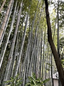 久延彦神社傍の竹藪