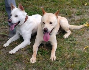 猟犬の琥珀君とマロン君