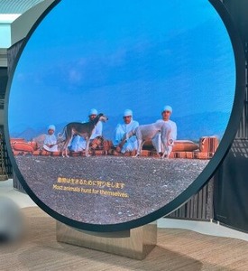 UAEのサル―キー犬の映像