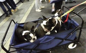 キャンプ用カーゴに乗ったフレブル