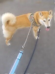 リード用チェーン金具をつけて散歩中の柴犬のゴンタ君