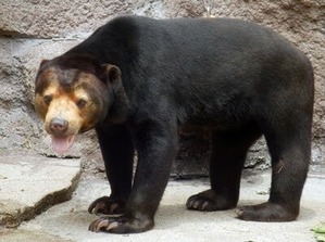 �ޥ졼���ޤ���