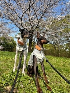 �ȥ��ޥ�����������ƥꥢ�Υƥ���������ܥƥꥢ�Υ�������