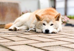 柴犬のしば君