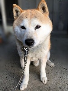 千葉県の柴犬あお君