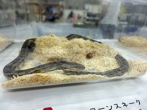 爬虫類コーナーで販売されていたコーンスネークさん