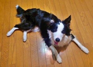ボーダーコリーのノアールちゃん