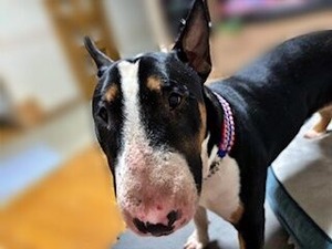 顔のアップでこちらを見つめるブルテリアのけいた君