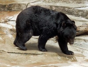 �ĥ��Υ殺��