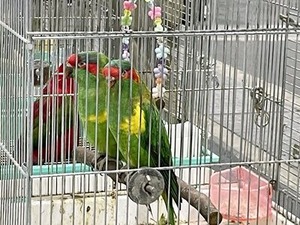 仲良しのインコさん