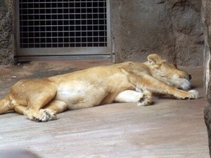 ���뿲��Υ᥹�饤���󤵤�