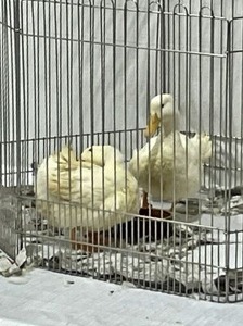 ふれあいコーナーのアヒルさん