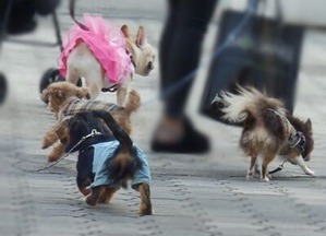 はしゃいでいる小型犬たち