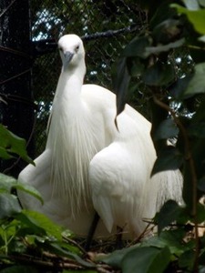 ��ξ�ˤ��륷�饵������