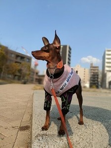 1歳半になったミニチュアピンシャーのシュート君
