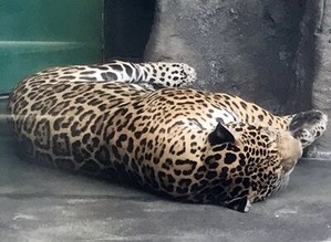 ���뿲��Υ��㥬������