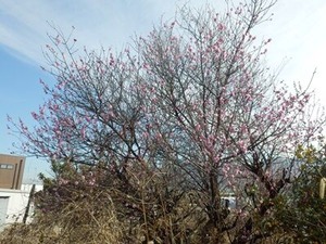 五分咲きの紅梅の古木
