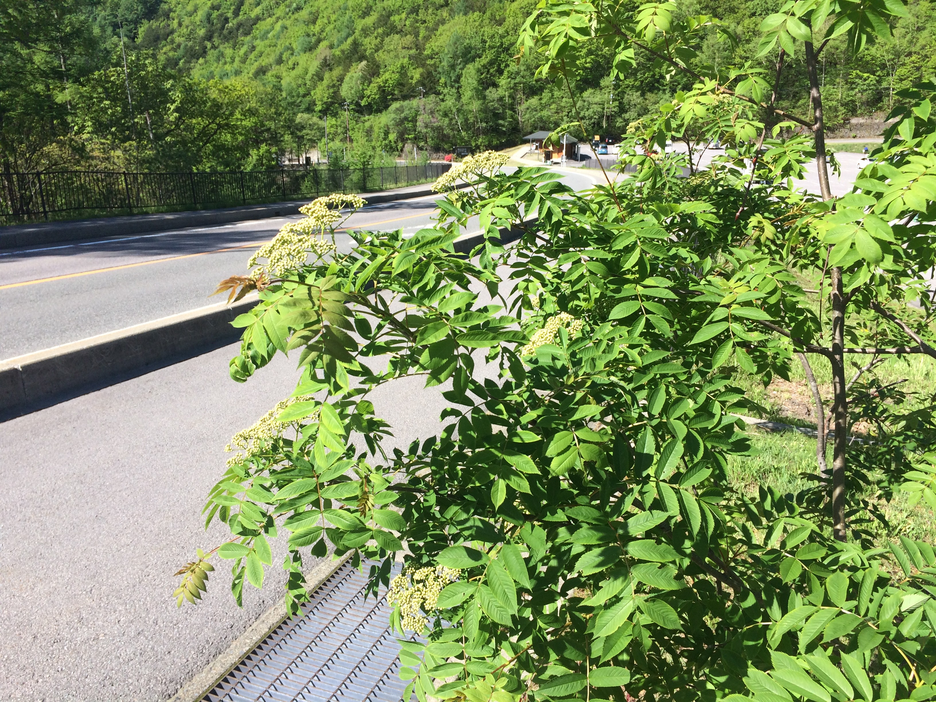 これがあの赤い実の正体 草津温泉スキー場スタッフブログ