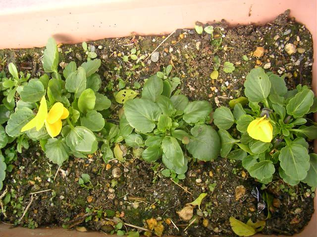 お百姓の気まま日記 雪が降ったのにビオラが咲きました