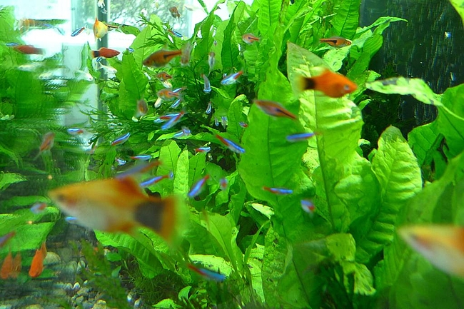 CNET お魚ちゃん