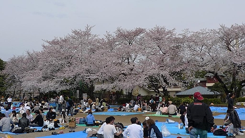 花見会場