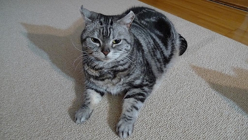 くるり