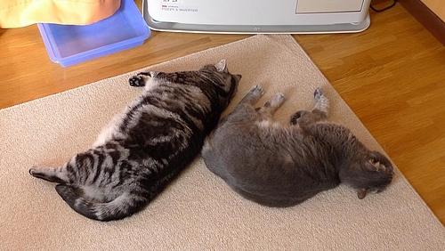 猫はコタツにいってほしい