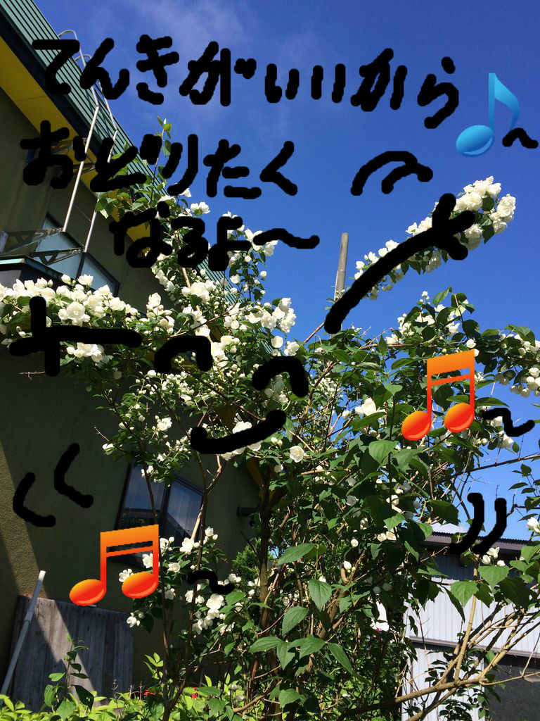 お花見しませんか？ 🌼 🌻 : こんにちは いもこです～