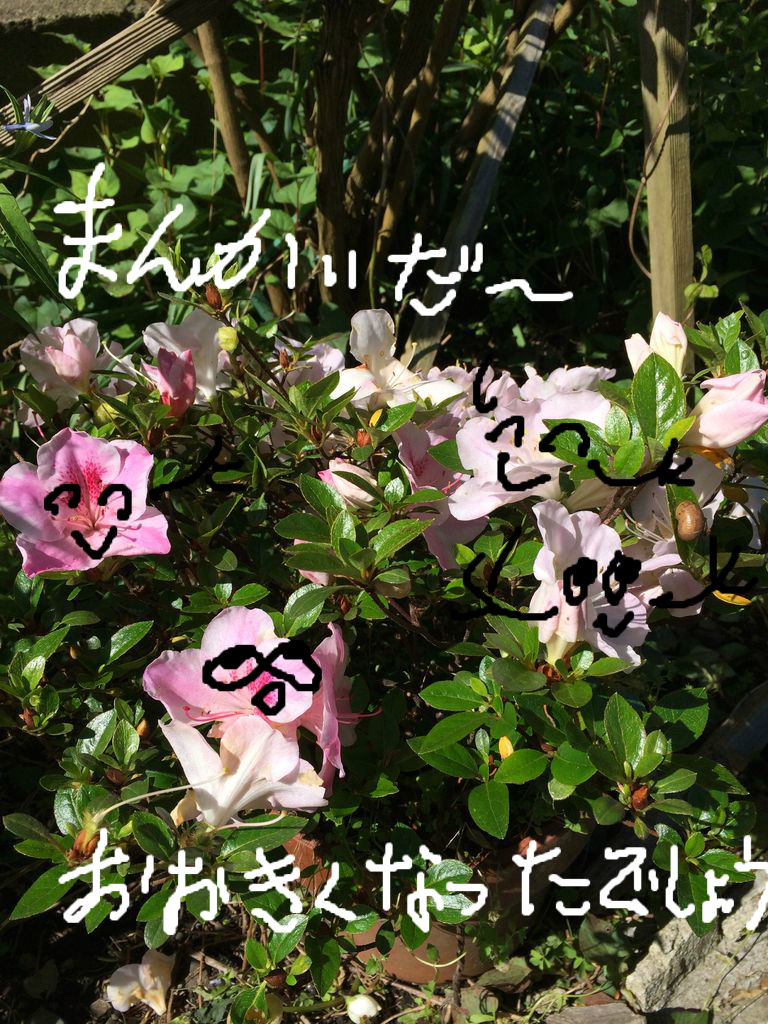 お花見しませんか？ 🌼 🌻 : こんにちは いもこです～